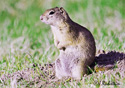 Spermophilus beldingi